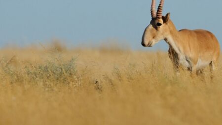 Antelope.